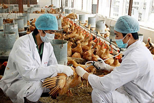 ngành kỹ sư chăn nuôi