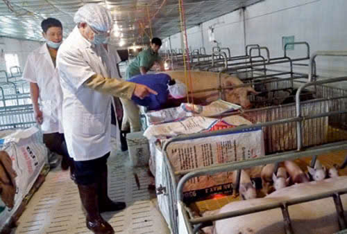 học trực tuyến ngành kỹ sư chăn nuôi