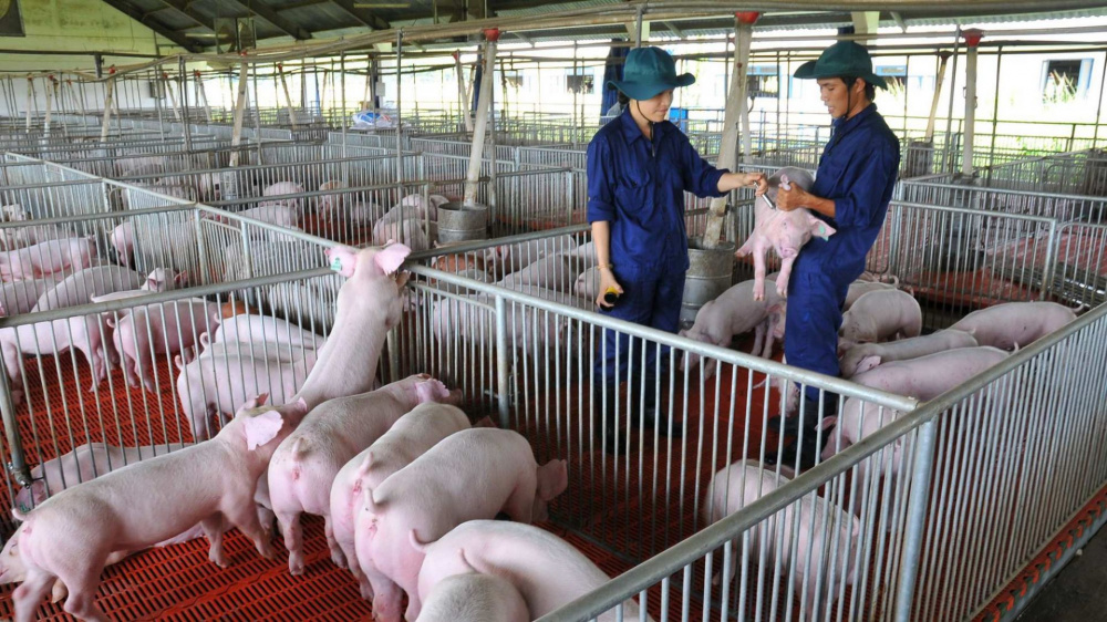 đại học kỹ sư chăn nuôi