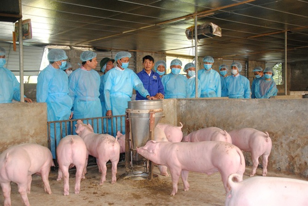 đại học kỹ sư chăn nuôi trực tuyến