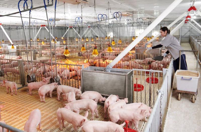 Chương trình đại học kỹ sư chăn nuôi trực tuyến