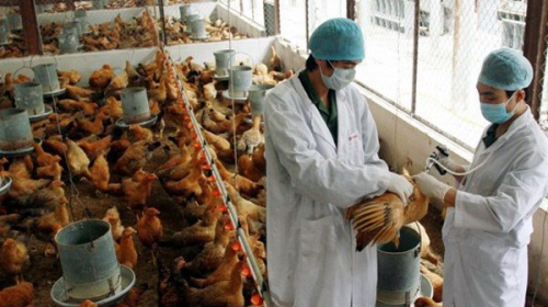 đại học kỹ sư chăn nuôi trực tuyến