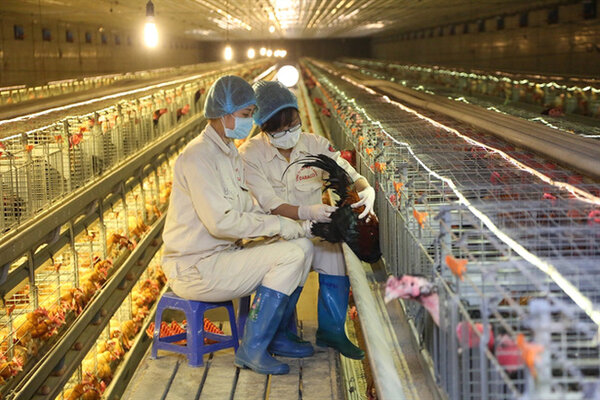 đại học ngành kỹ sư chăn nuôi